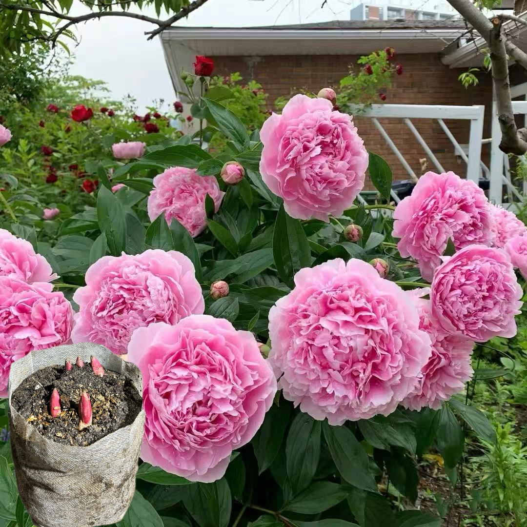 粉沙拉（培育袋带土发货）正宗重瓣观赏芍药苗山东菏泽基地直发