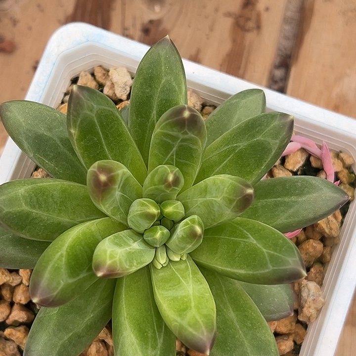 领航员大单头特价多肉