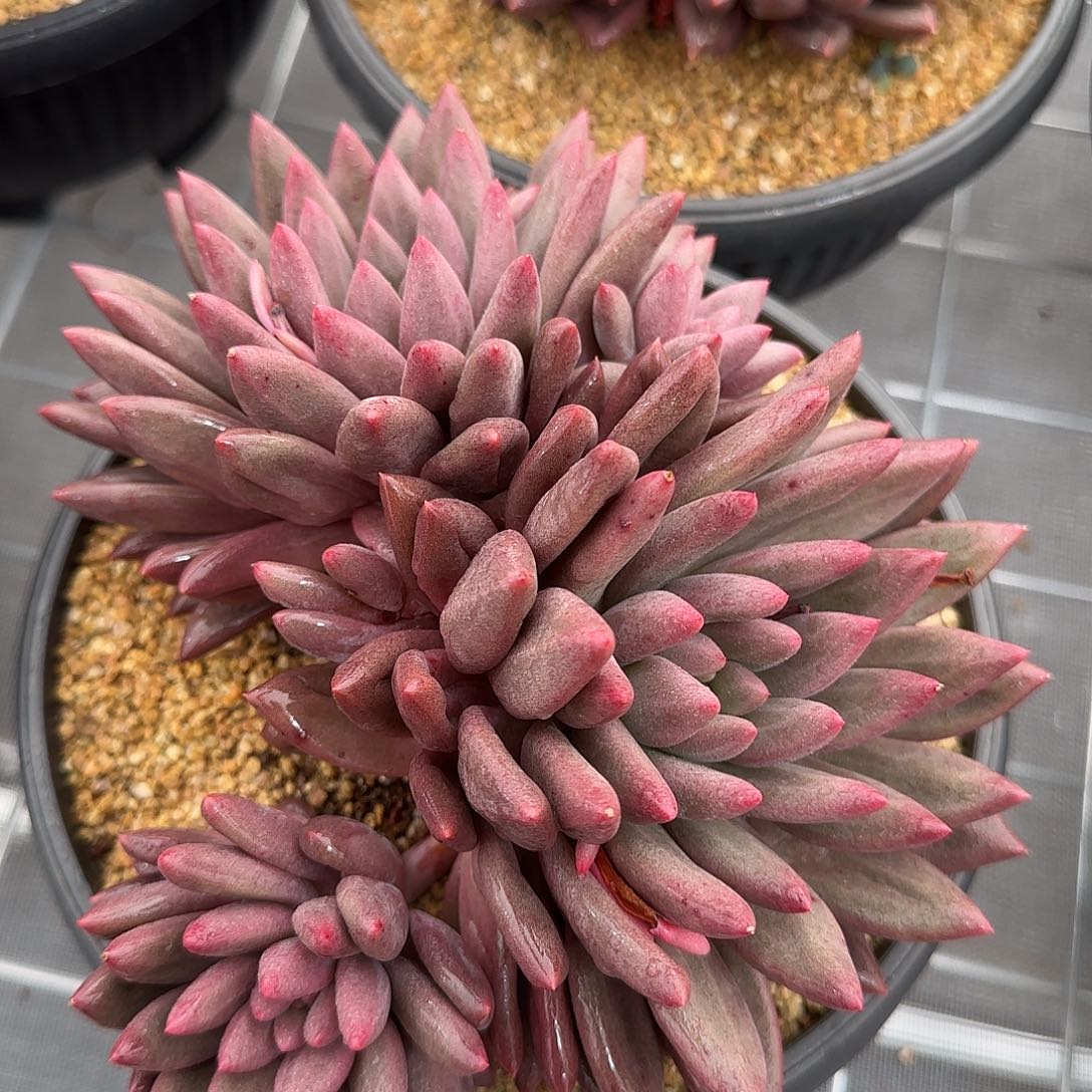 从前慢甄选多肉编号红蜻蜓