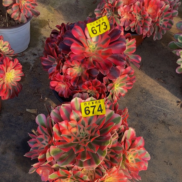 多肉673美杜莎674粉女巫