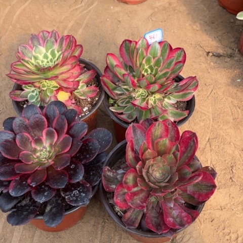 561多肉植物组合