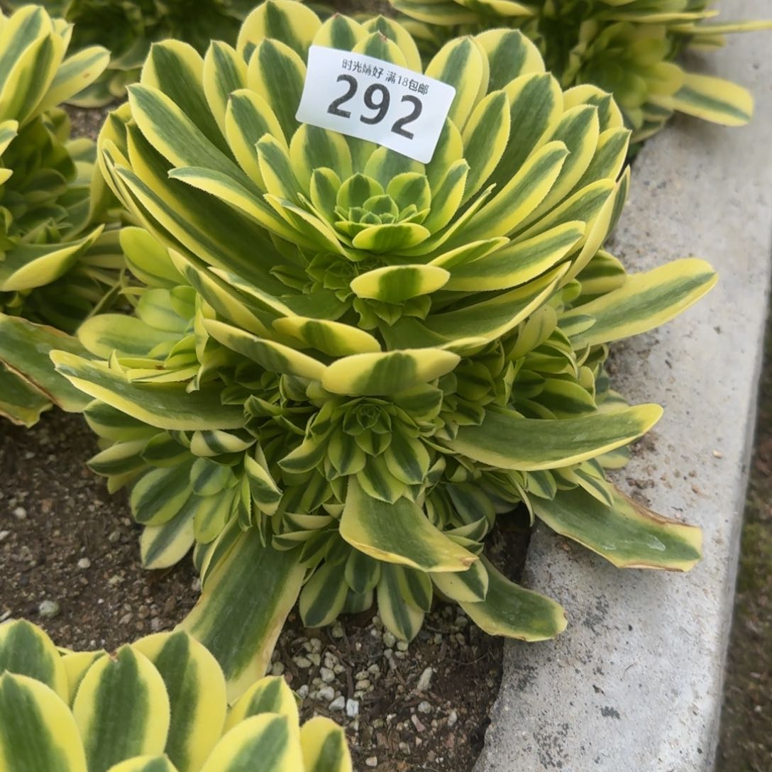 292金丝翡翠多肉植物