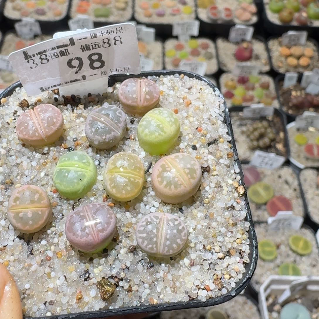 Sss精品清货款98橄榄