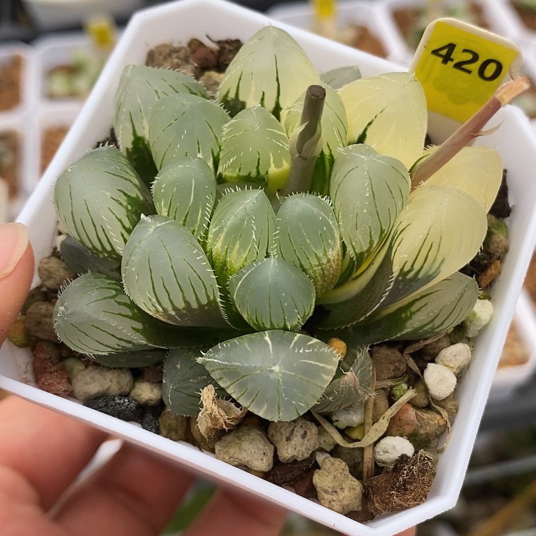 420实生大窗玉露锦