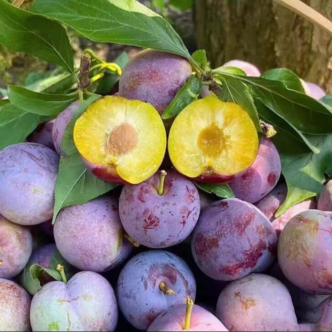 四川正宗5月脆正宗凤凰李脱骨李新鲜应季水果脆甜多汁肉厚