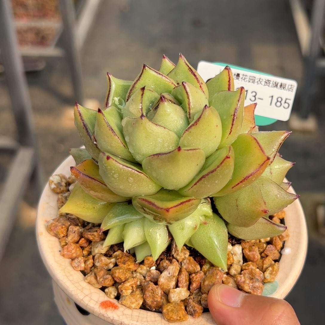 多肉一物一拍0213-185