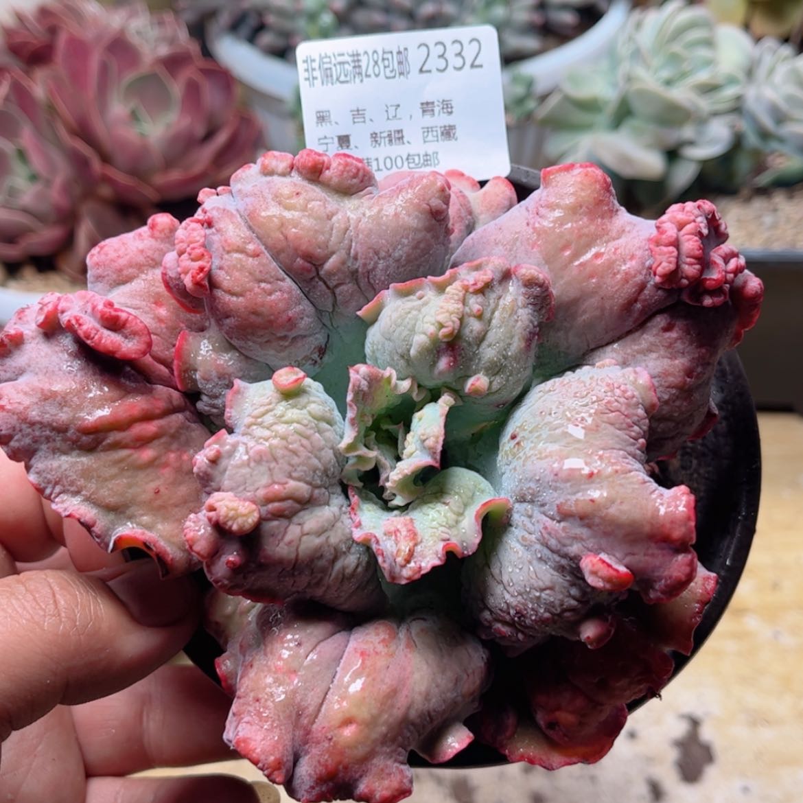 【闪购商品】2332男爵