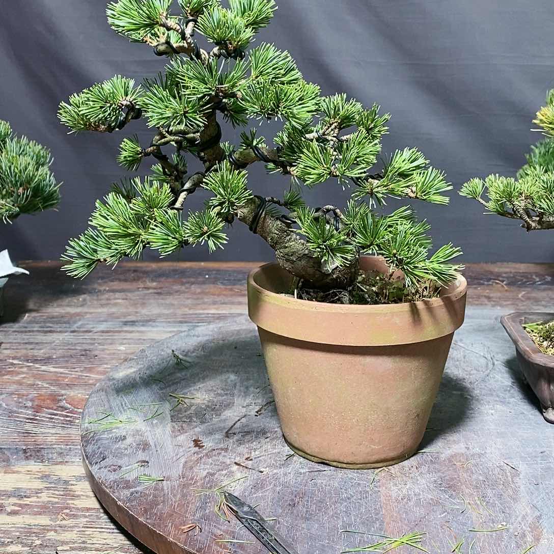 【闪购商品】无花朵强