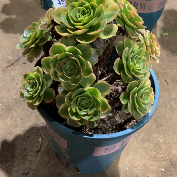 459火狐多肉植物特价