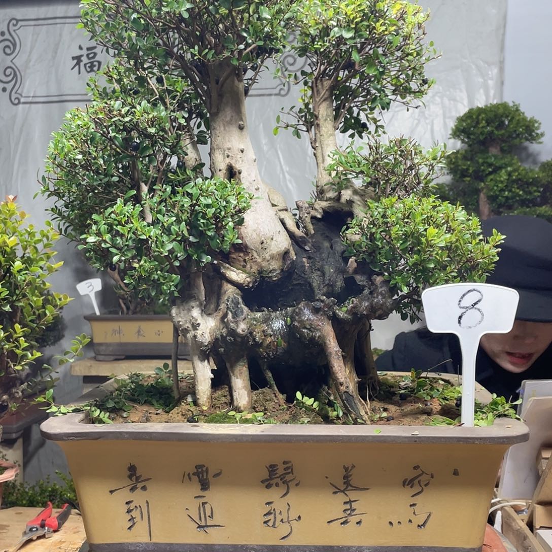 赤楠盆景原产地桂林