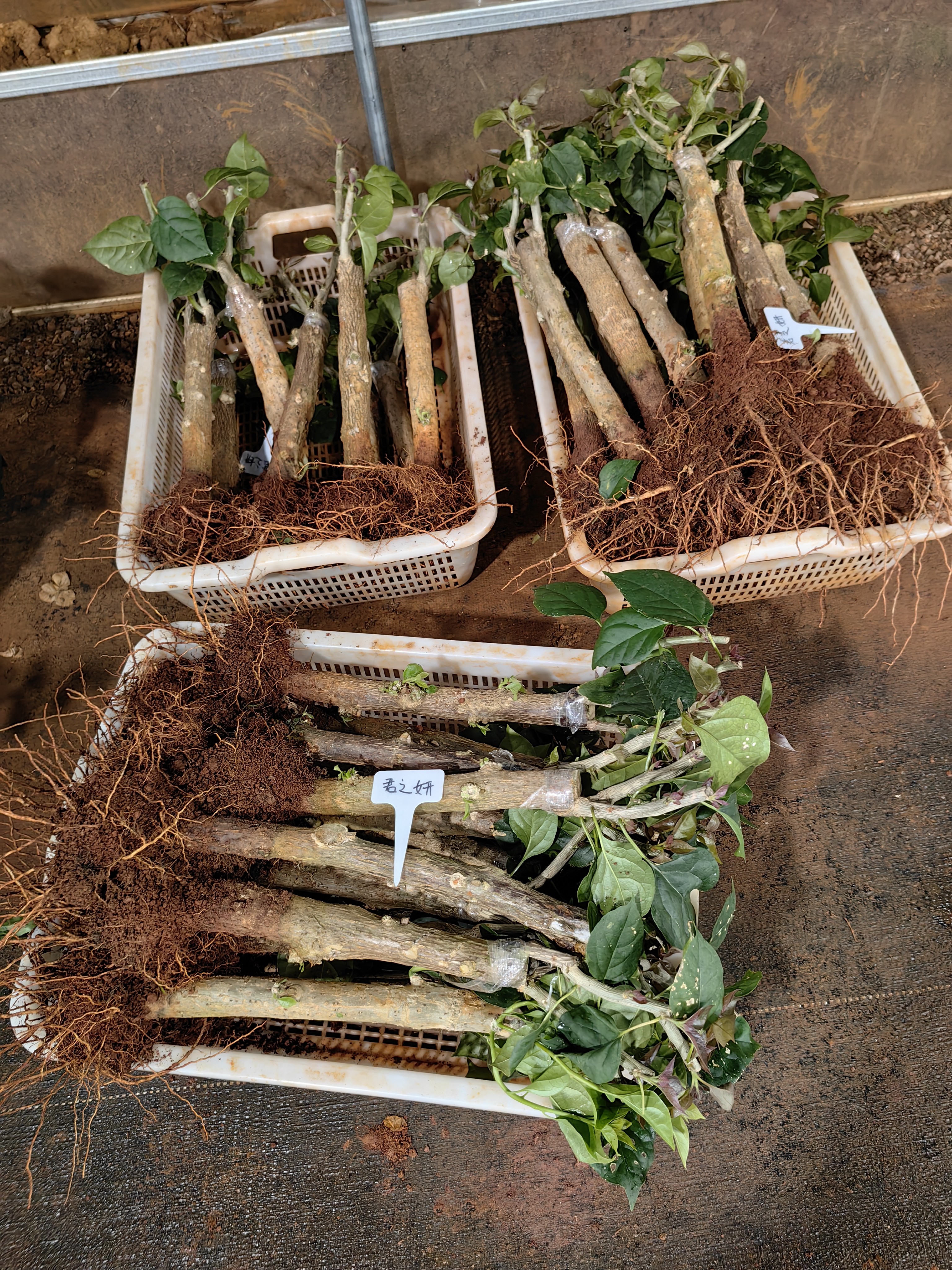 嫁接裸根苗三角梅（君之妍）不售后