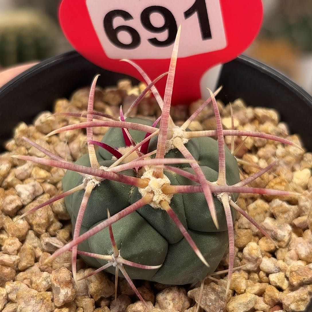 仙人球实生绯冠龙