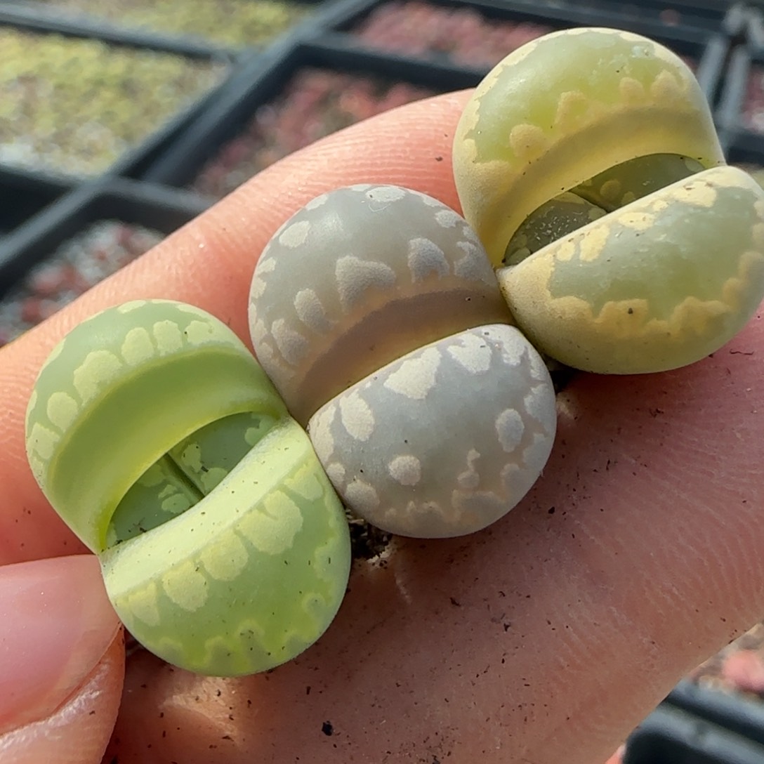 糖*604三颗0000000000000