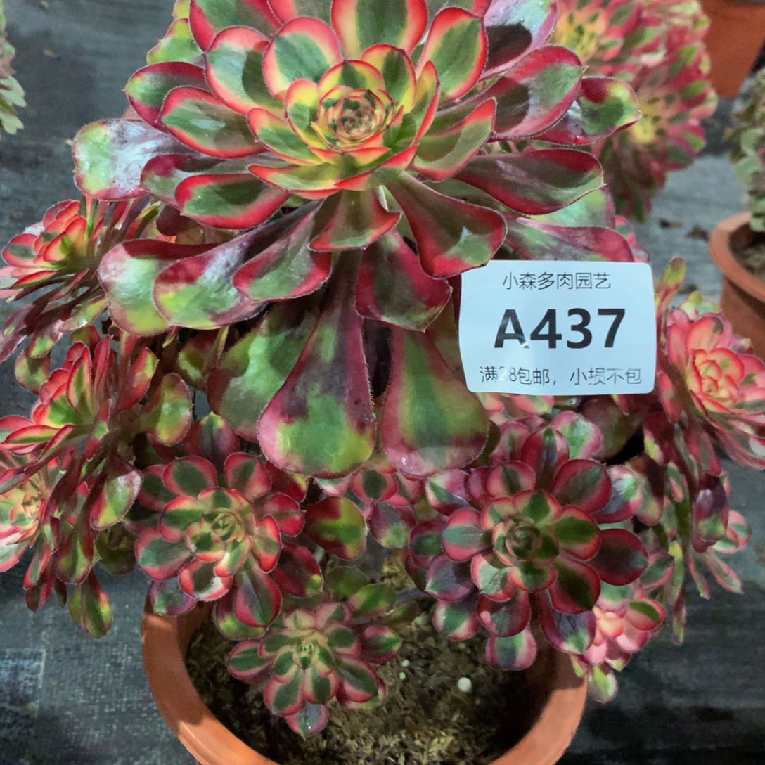 忽****来437粉体香奈儿88888888