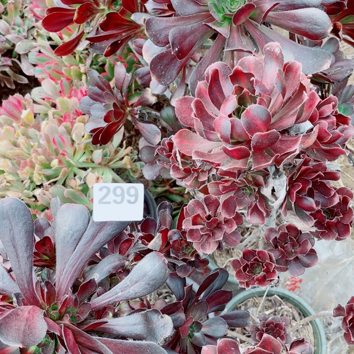 多肉植物组合299