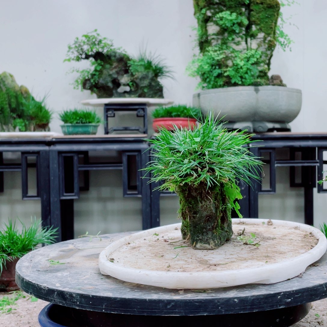 无铅玻璃星***✨铁线蕨的一个分支叫做金