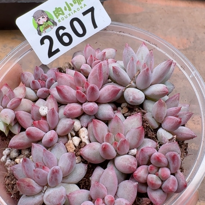 多肉植物多肉植物