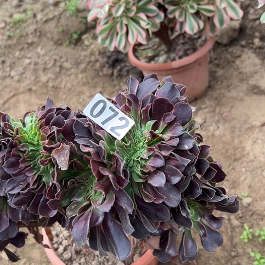 老***孙多肉植物一个欧子072