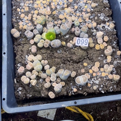 099生石花带筐一物一图如图