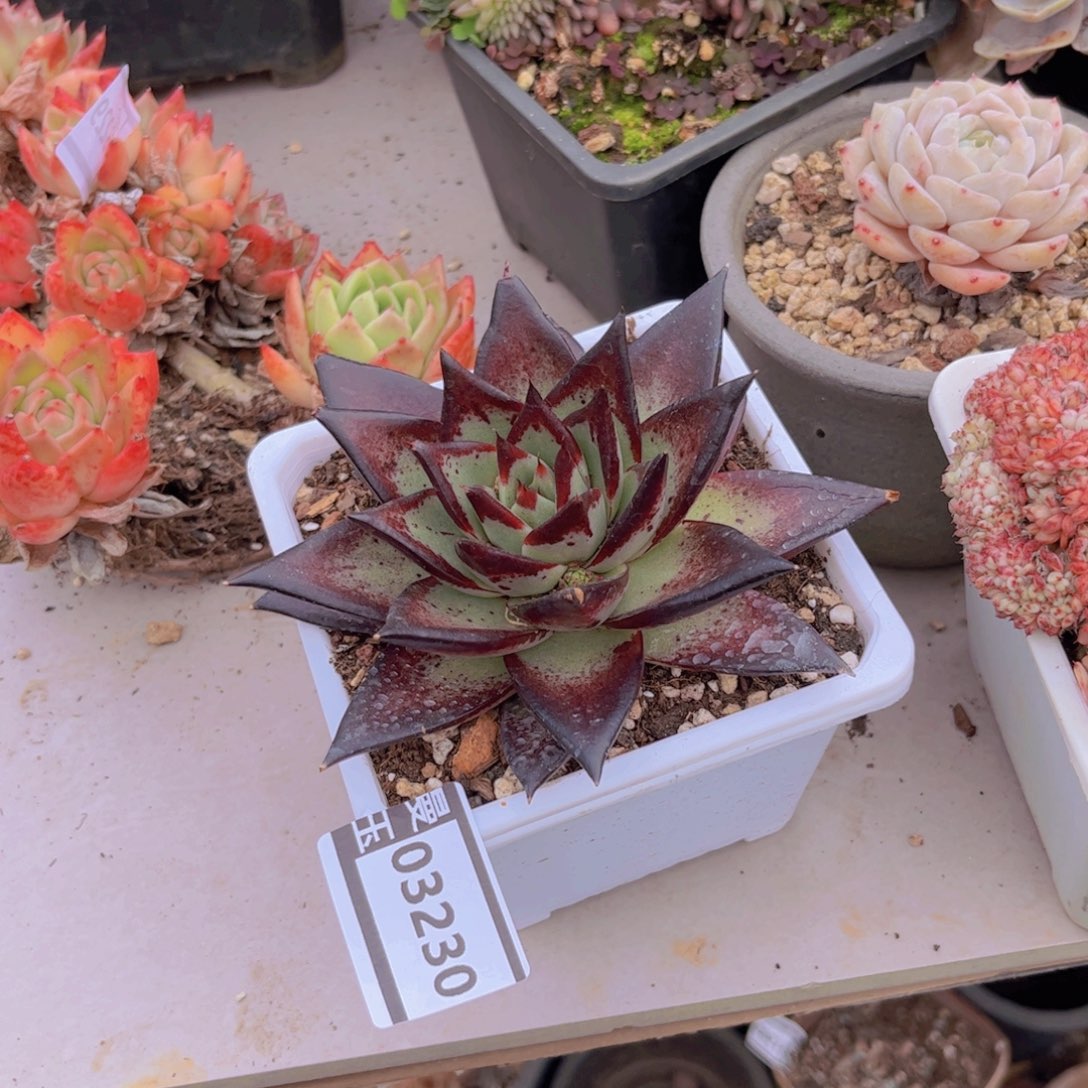 黑檀多肉植物03230