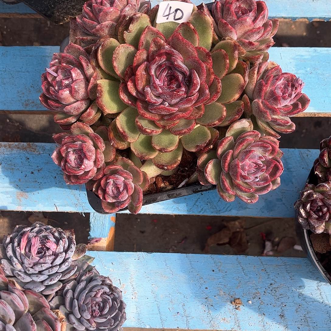 铭*?40号卡咋多肉植物0000