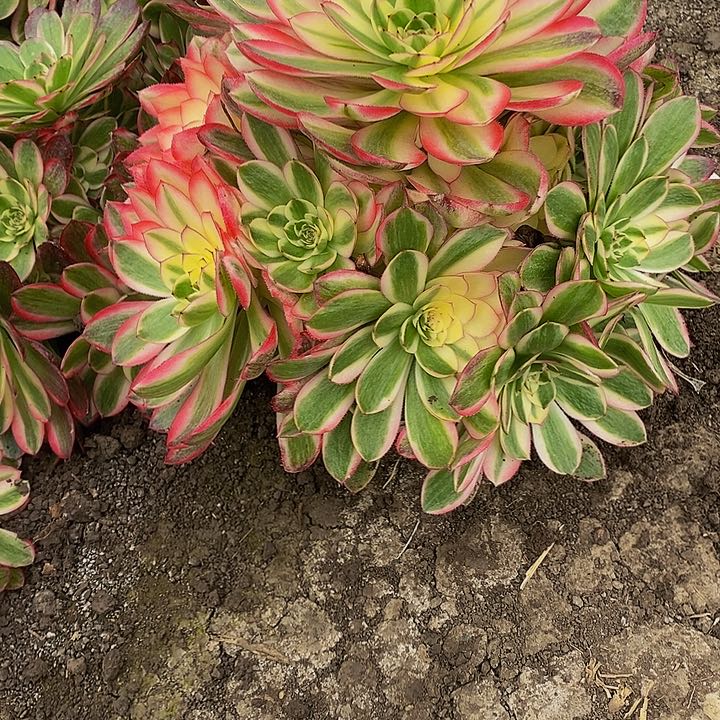 多肉荔枝401多肉