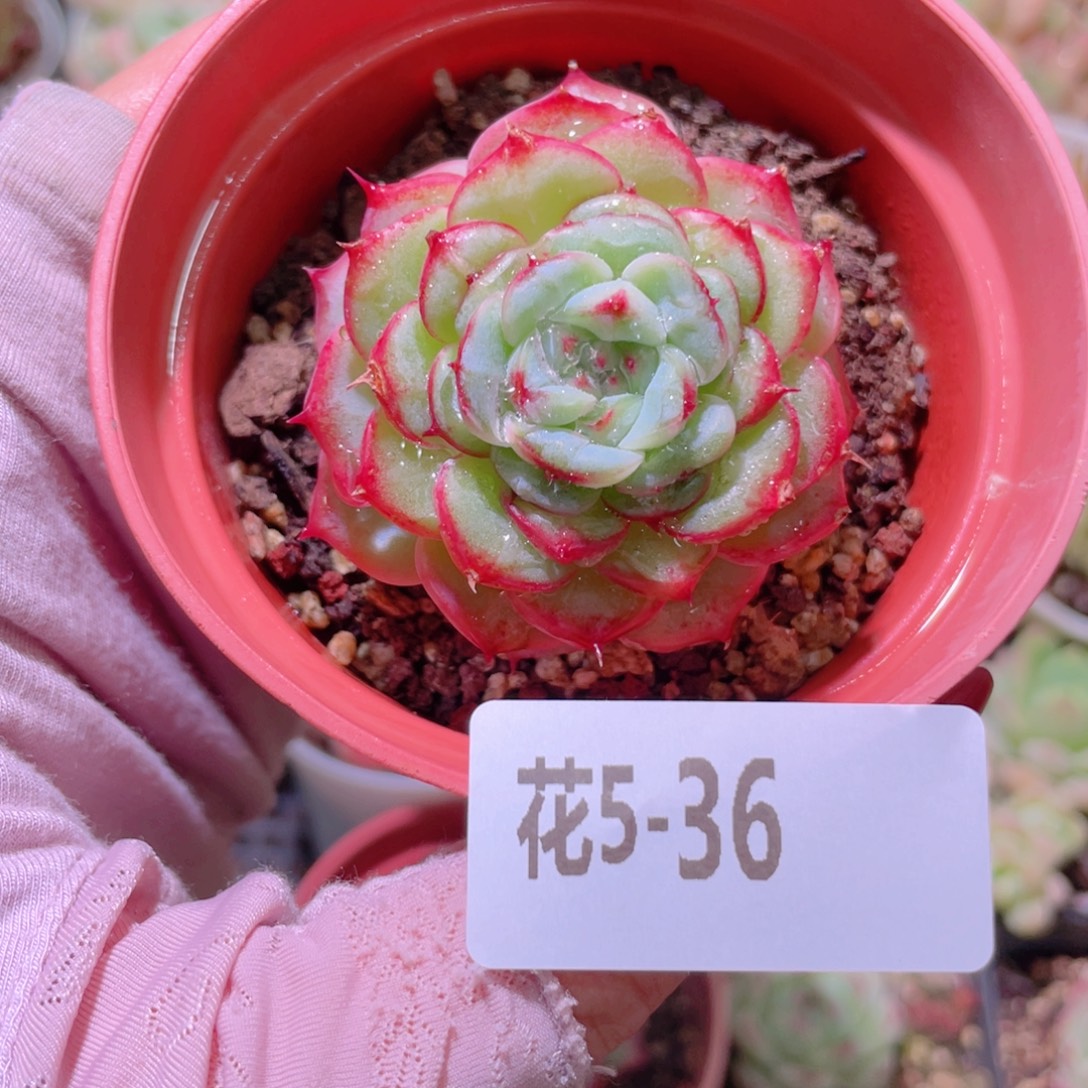 花利美5-36天鹅绒单头