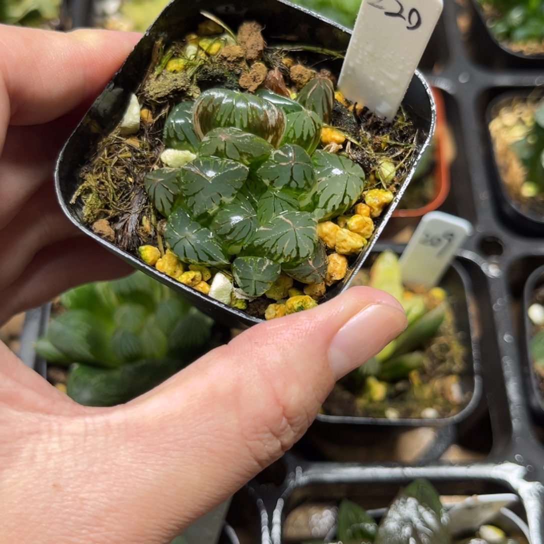 220水晶灯一物一拍