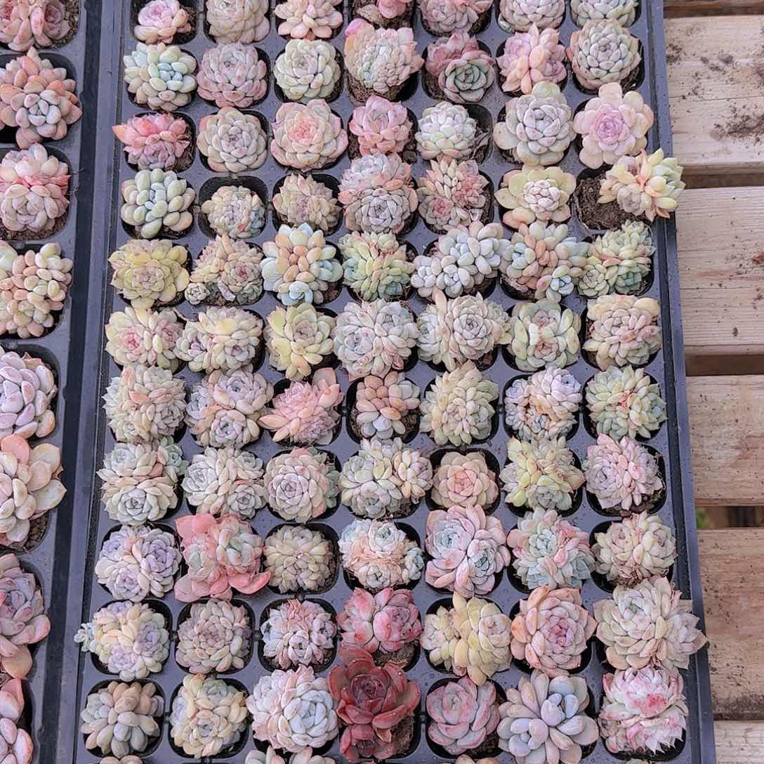 直播一物一拍多肉12