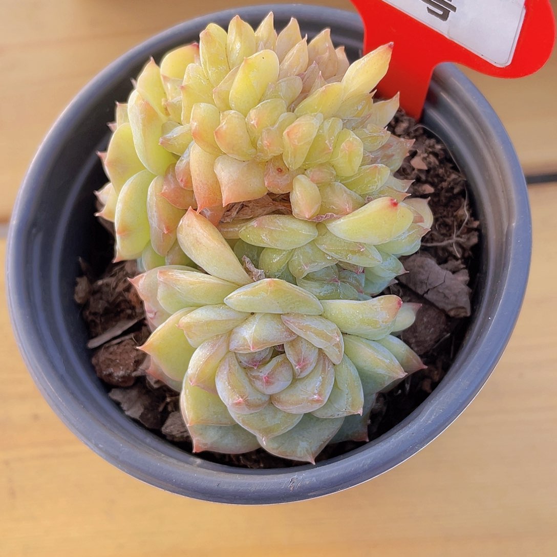 976号龙头珍妮缀化一颗