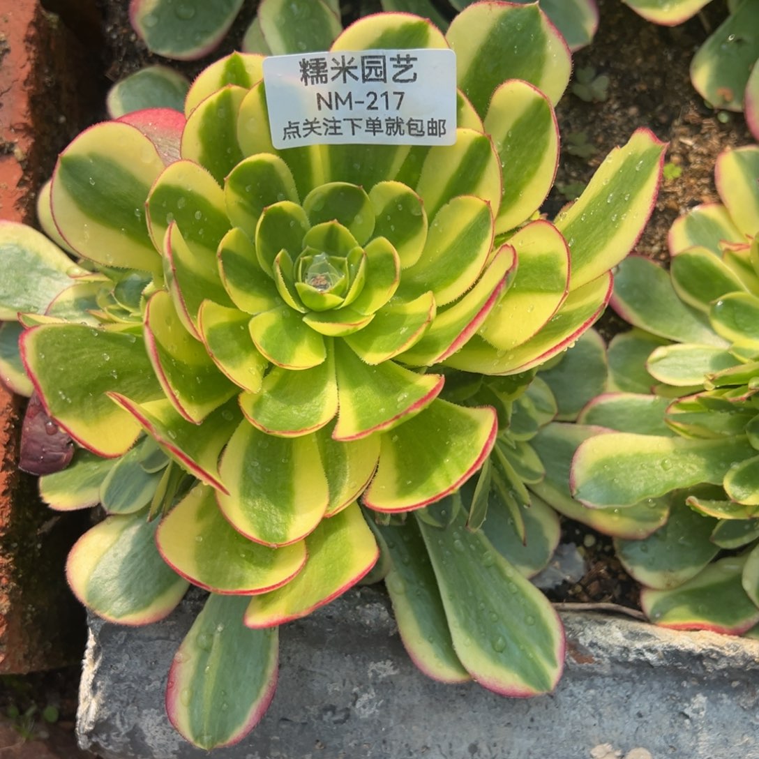 奶白多肉植物217