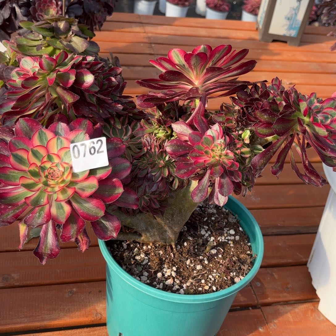 多肉法师香奈儿一体化0762发货