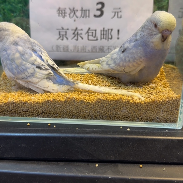 虎皮鹦鹉大头虎皮鹦鹉