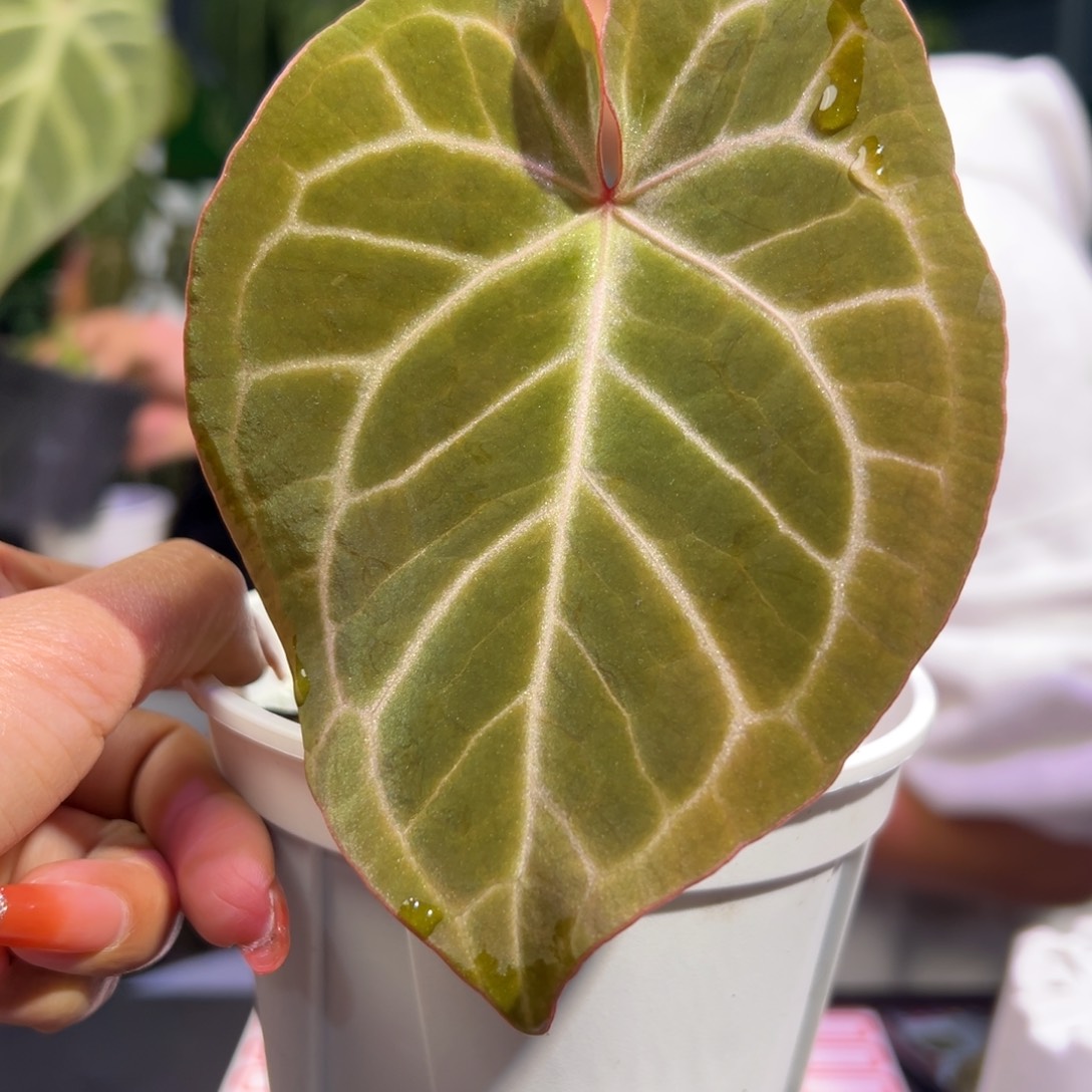 完全开放粉水晶花烛