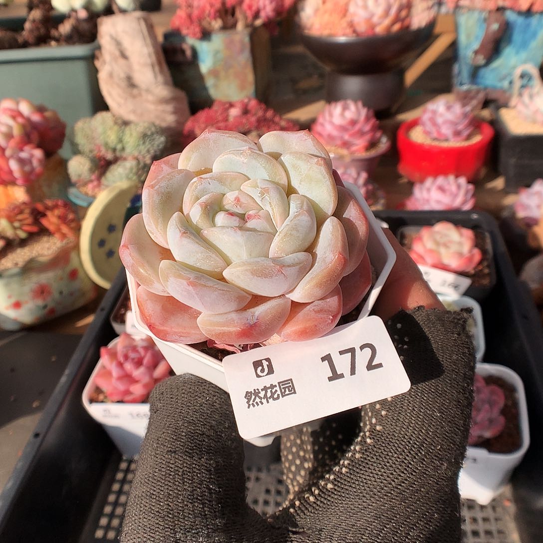 172糖心多肉植物66666