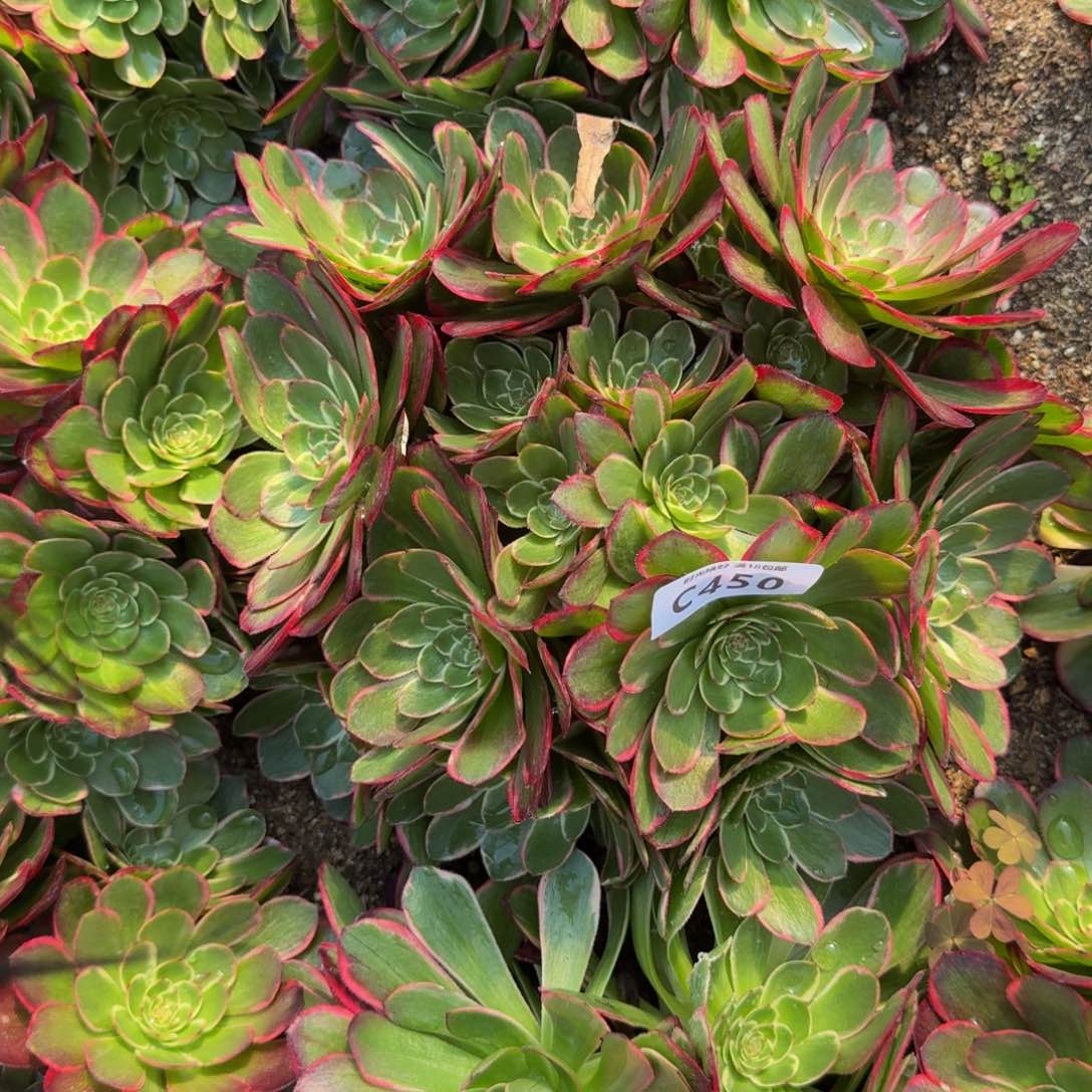 450粉花妖。  多肉植物