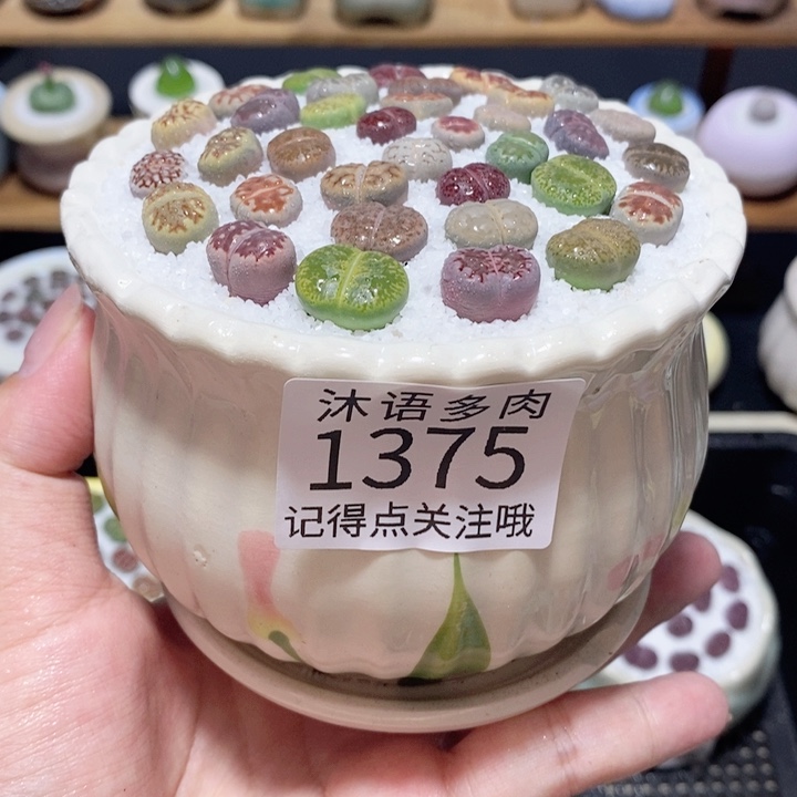 大盆土植物 精美盆栽 1375