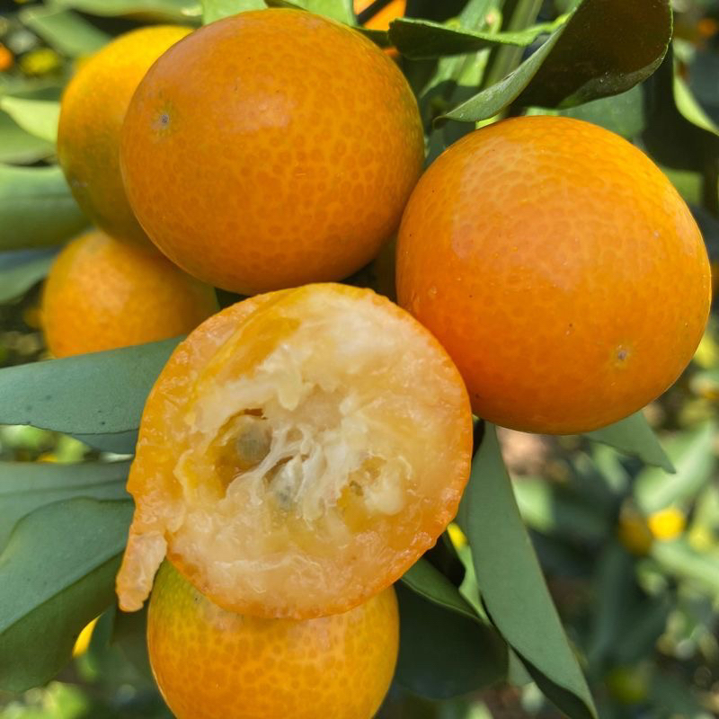 云南宾川老品种特大金桔香甜可口