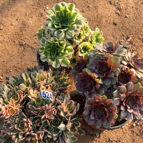 524三颗法师多肉植物