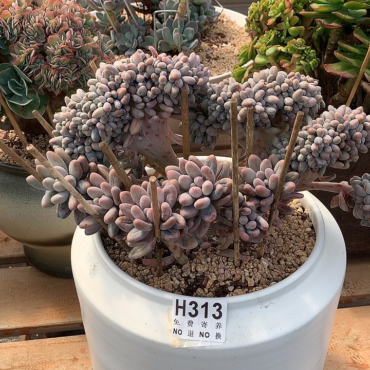 汤圆缀化 非偏远38包邮 节后发