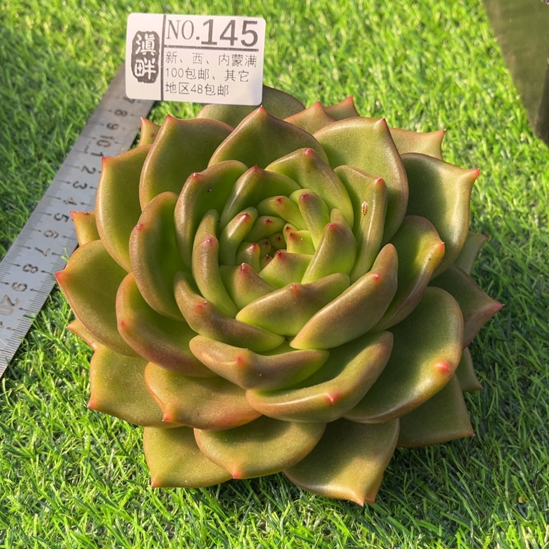 145……………………………………冬云