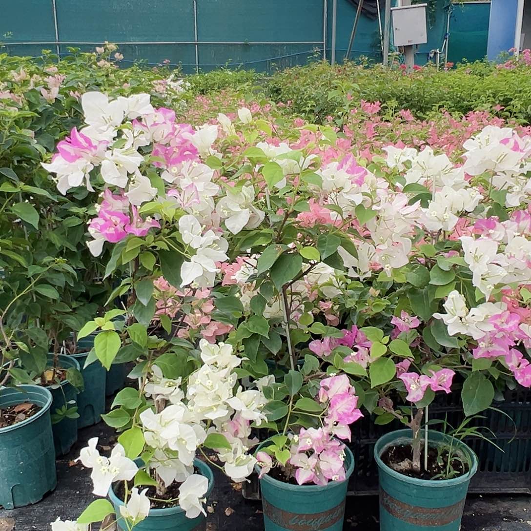 大部分开放少量花苞椰子冰带竹一颗