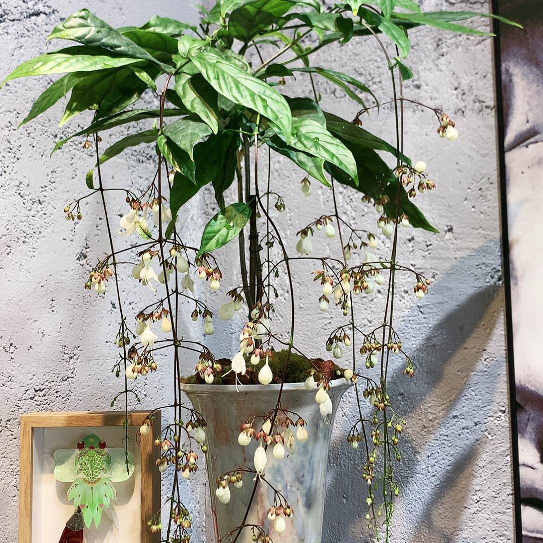 完全开放一物一拍