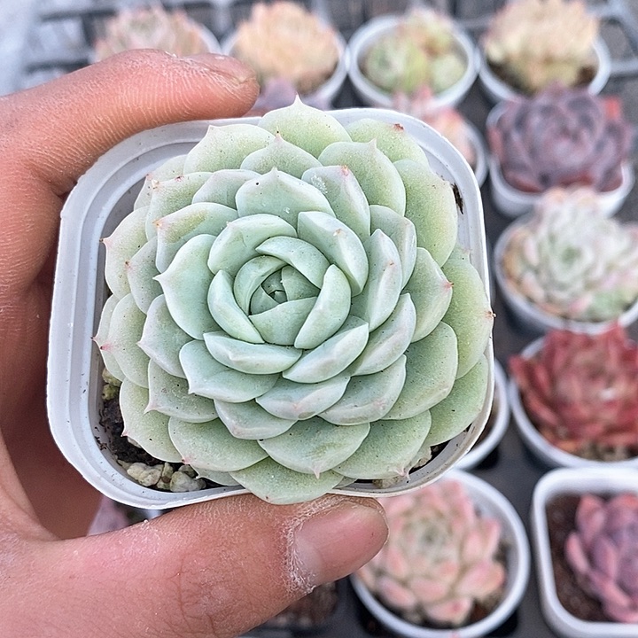 多肉植物一物一拍0177