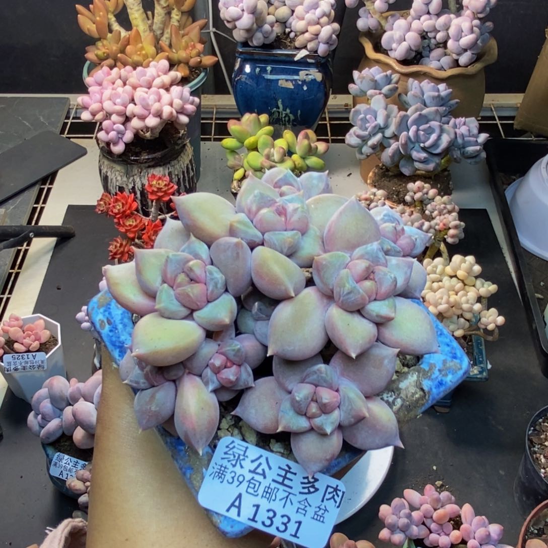 331象牙奶朵朵缀多肉8c m