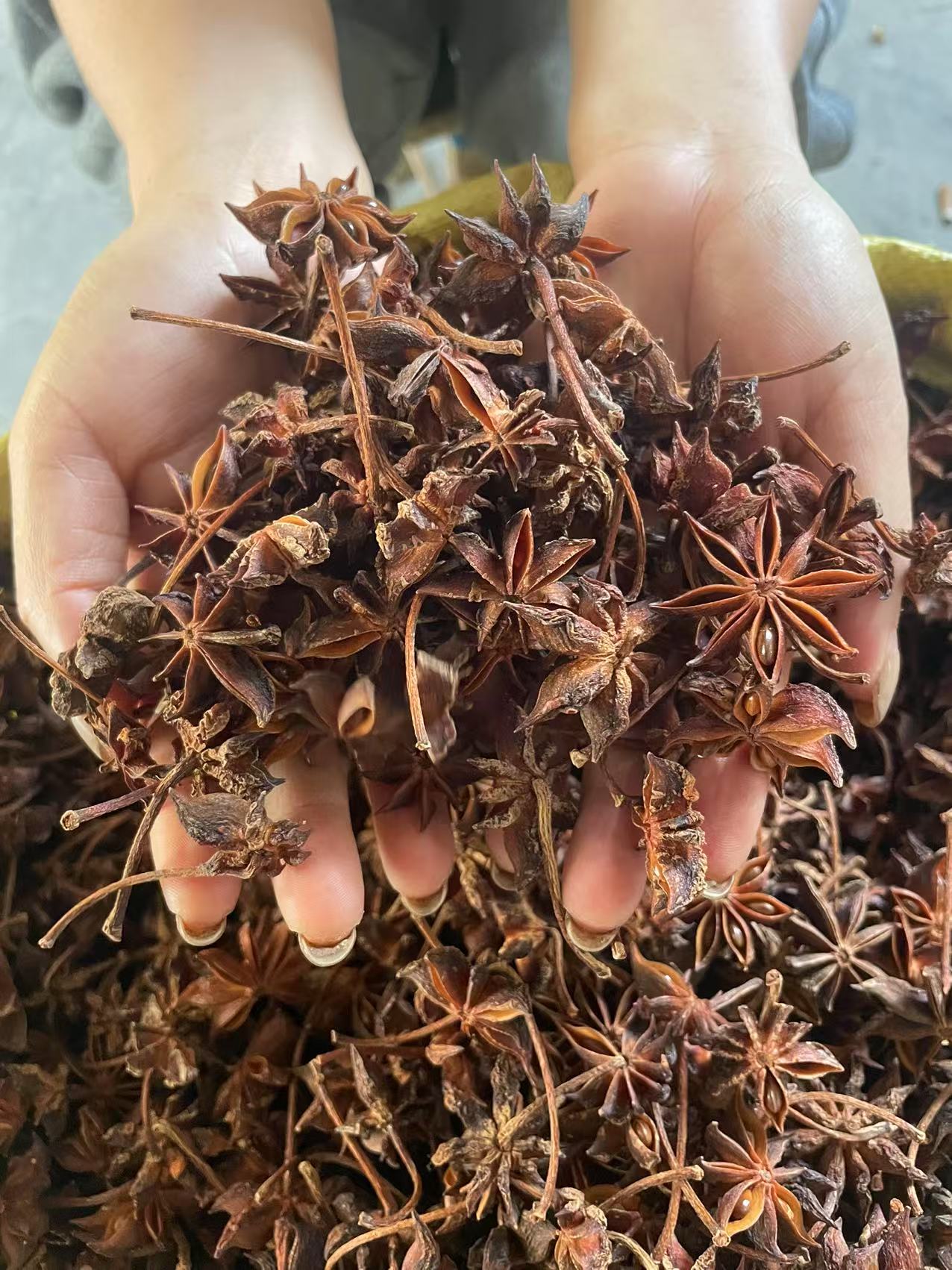 云南老树八角无硫足干五香调料提香去腥家庭常用