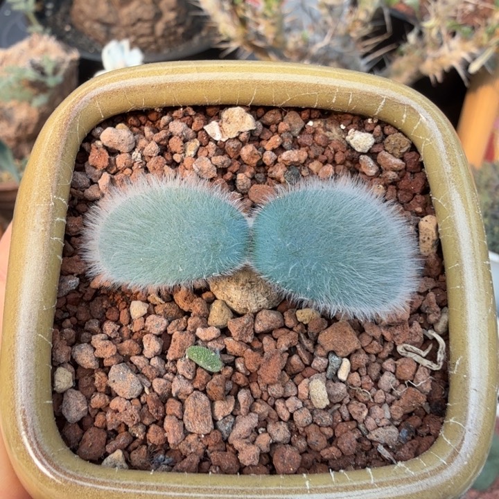 毛叶石蒜（满28包邮）