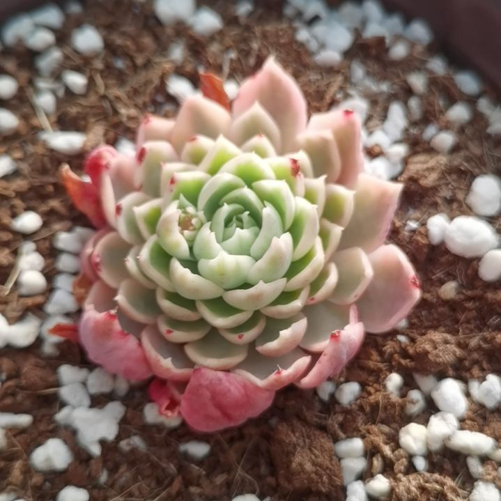 纱漠玫瑰白覆轮锦多肉植物