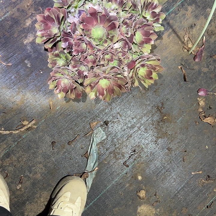 一单包邮不包侧枝2