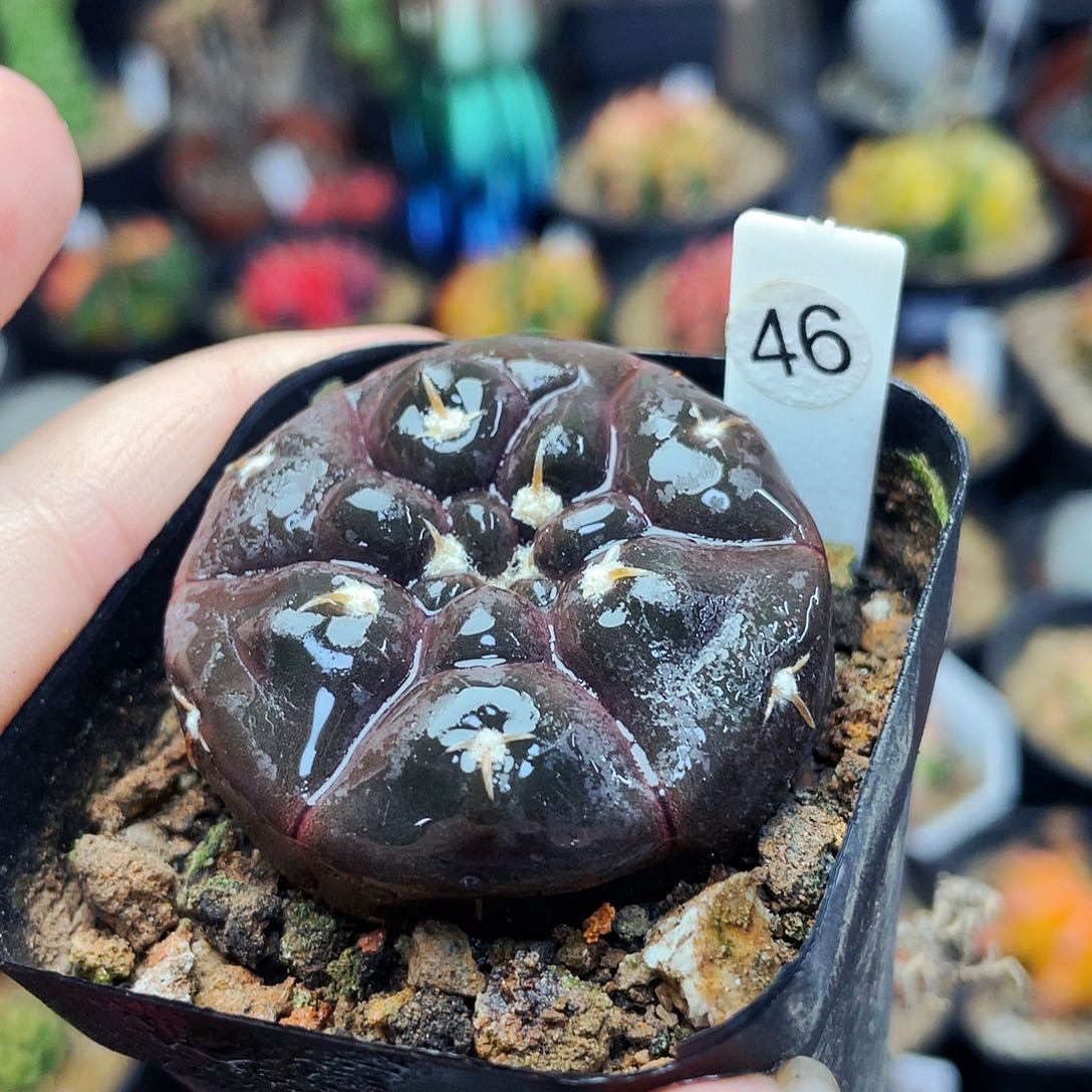 非偏远地区满25包邮仙人球